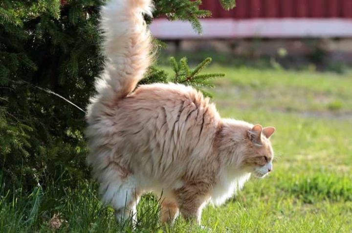 Cómo ahuyentar gatos de las plantas? Remedios y soluciones