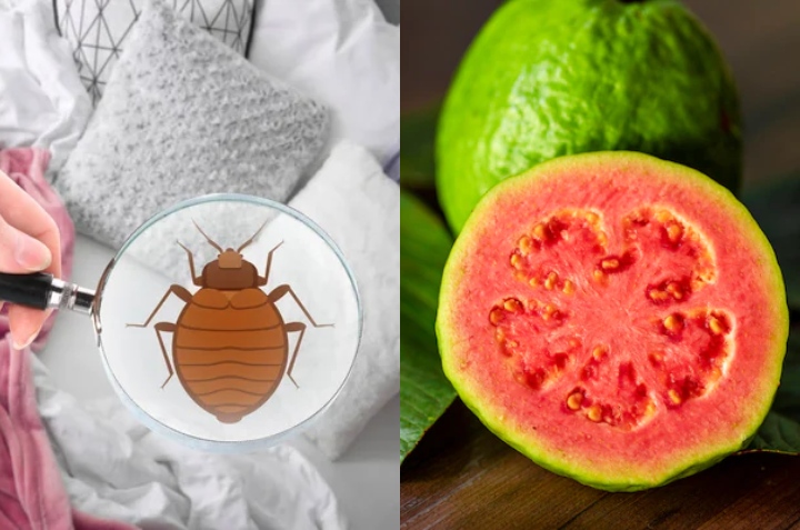 repelente de guayaba para matar chinches