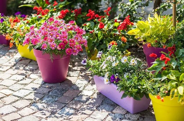 5 flores hermosas y resistentes al sol para decorar tu casa