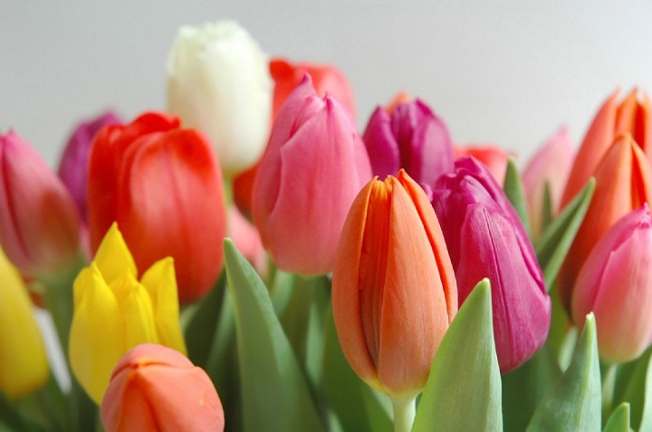5 flores hermosas y resistentes al sol para decorar tu casa 4