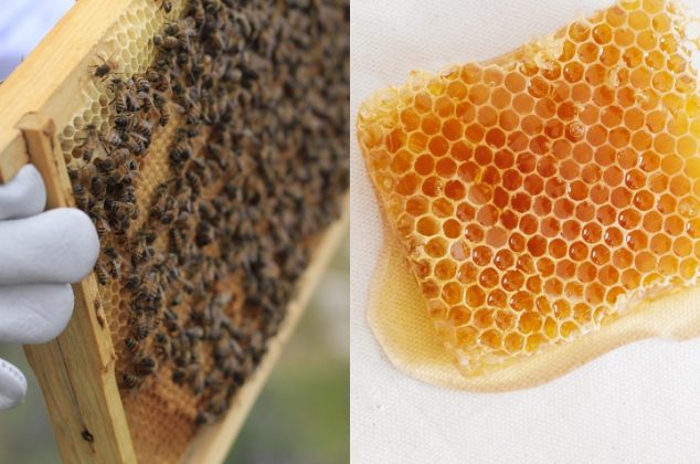 9 beneficios para la salud de la miel, polen y jalea real que brindan las abejas