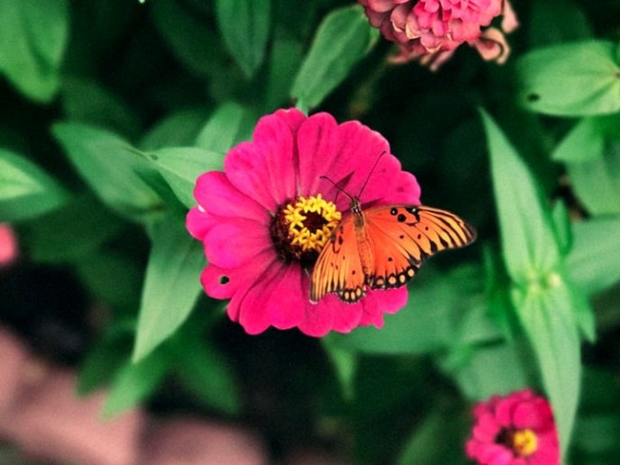 plantas que atraen a las mariposas