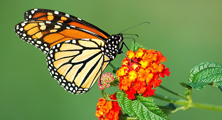 plantas para mariposas