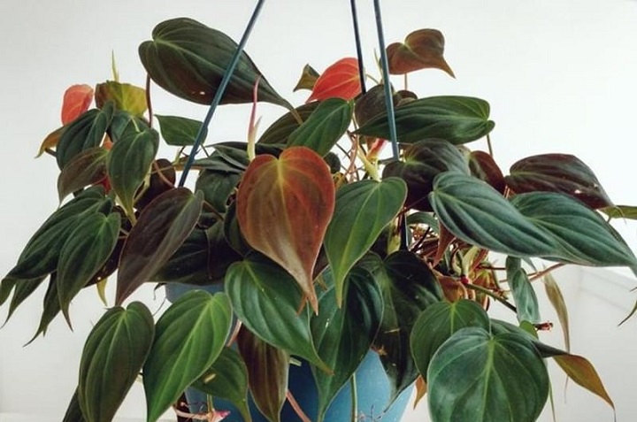 9 plantas colgantes de sombra fáciles de cuidar y para decorar interiores 2