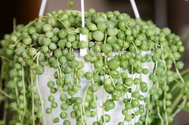 Consejos y cuidados para tener una planta rosario sana y hermosa en casa