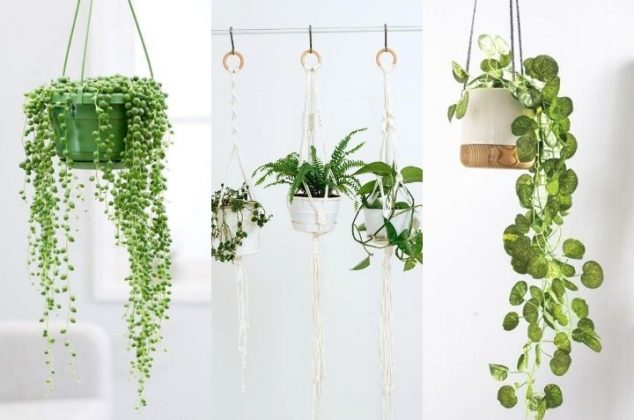 9 plantas colgantes de sombra fáciles de cuidar y para decorar interiores |  Cocina Vital