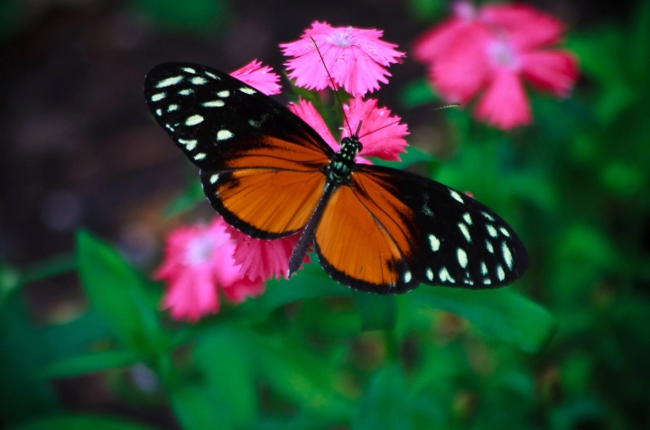 plantas que atraen a las mariposas
