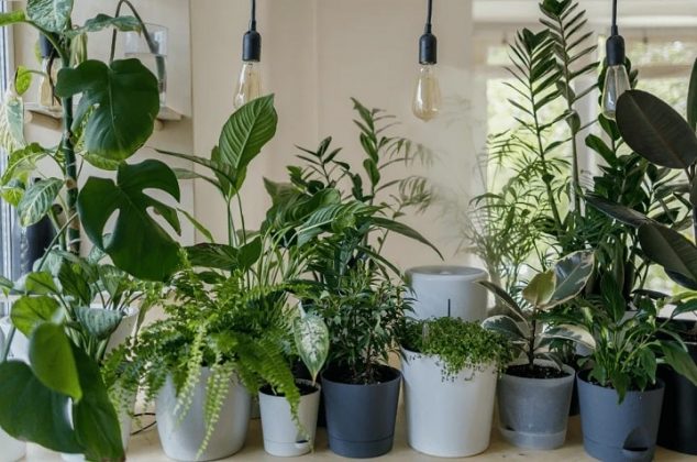8 plantas que crecen rápido para aquellos que no les gusta esperar