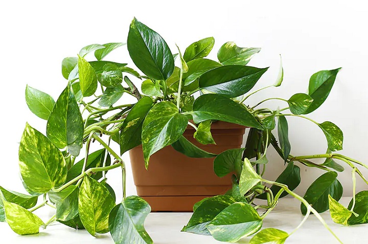 8 plantas que crecen rápido para aquellos que no les gusta esperar 5