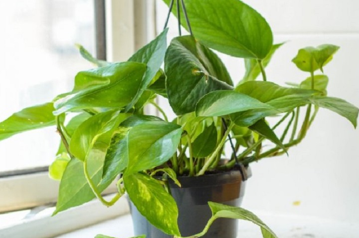 9 plantas colgantes de sombra fáciles de cuidar y para decorar interiores 3