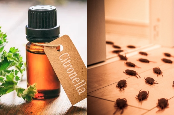 trapear con citronela para ahuyentar cucarachas