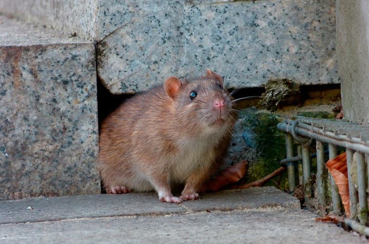 Cómo usar el vinagre para alejar a las ratas y ratones de casa 0