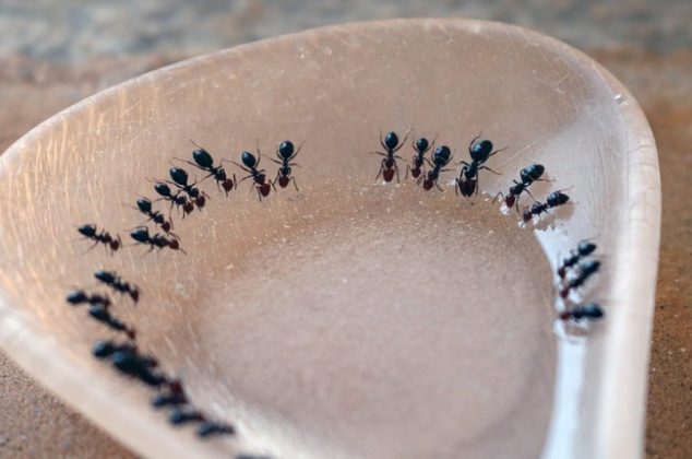 Mezcla casera para acabar con las hormigas de la casa para siempre