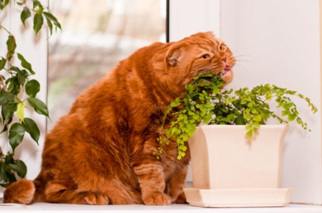 3 trucos para evitar que los gatos destruyan o se coman las plantas