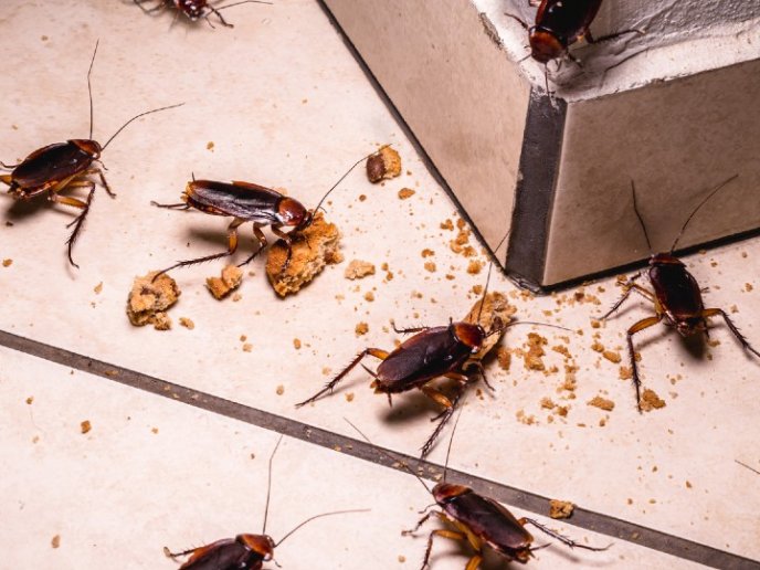 cucarachas en la cocina