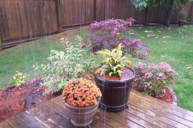 6 cuidados especiales para que la lluvia no acabe con tus plantas