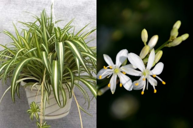 4 trucos caseros para cuidar una planta lazo de amor y lograr que florezca