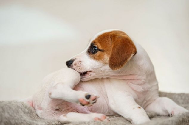 Cómo eliminar las pulgas de tu perro con limón o naranja