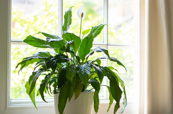 8 hermosas plantas que necesitan poca agua para sobrevivir 2