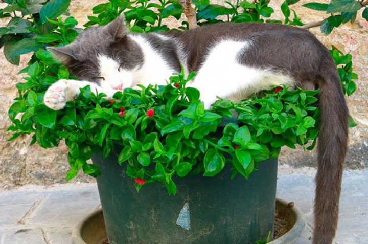 cómo evitar que los gatos destuyan plantas 
