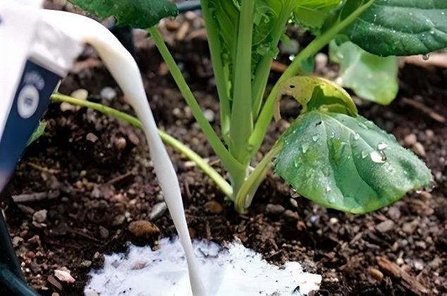 Cómo usar la leche para acabar con las plagas de las plantas