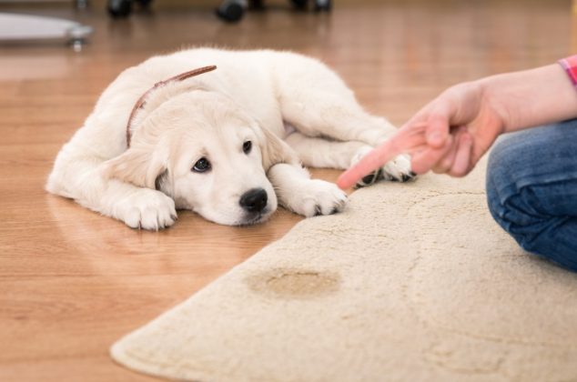 Por qué no deberías limpiar la orina de tu perro con cloro