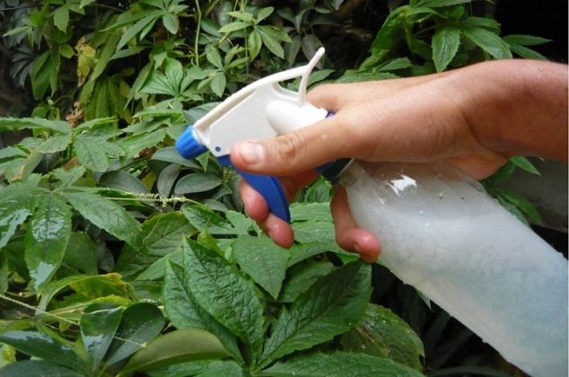Cómo preparar agua jabonosa para eliminar plagas de las plantas