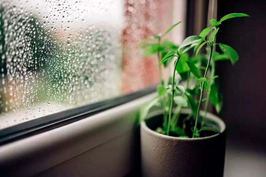 cuidados en plantas con lluvia