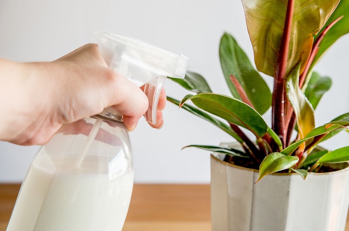 Cómo usar la leche para acabar con las plagas de las plantas 0