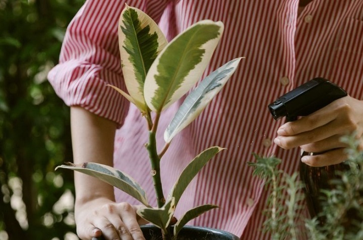 cómo preparar agua jabonosa para plantas