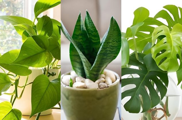 8 hermosas plantas que necesitan poca agua para sobrevivir