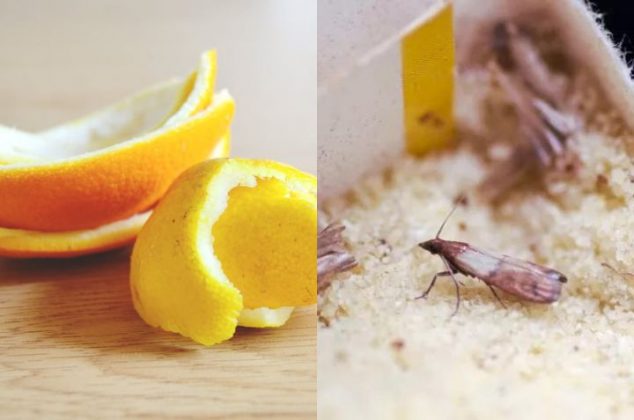 3 remedios caseros para ahuyentar polillas y perfumar tu casa