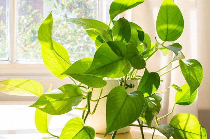 8 hermosas plantas que necesitan poca agua para sobrevivir 6