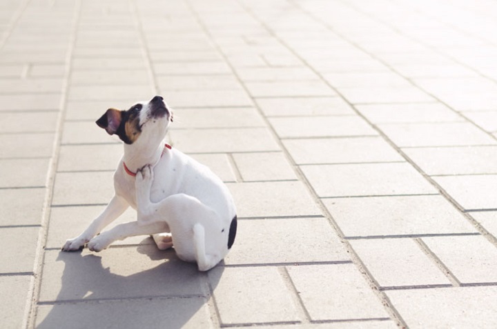 Cómo eliminar las pulgas de tu perro con limón o naranja 0