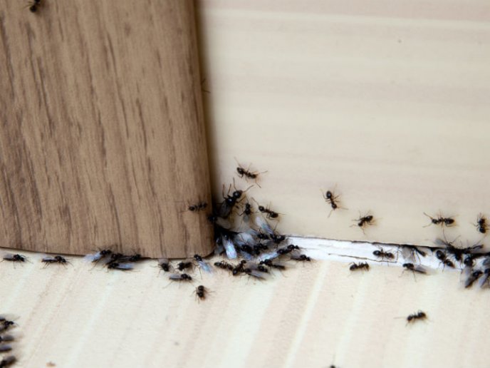 repelente casero para hormigas