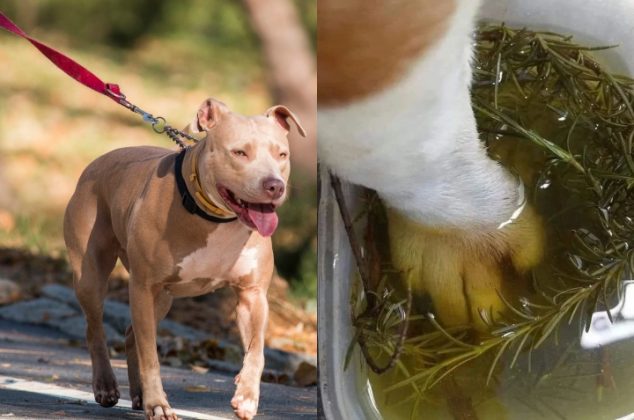 Remedio casero con romero para curar heridas de tu perro