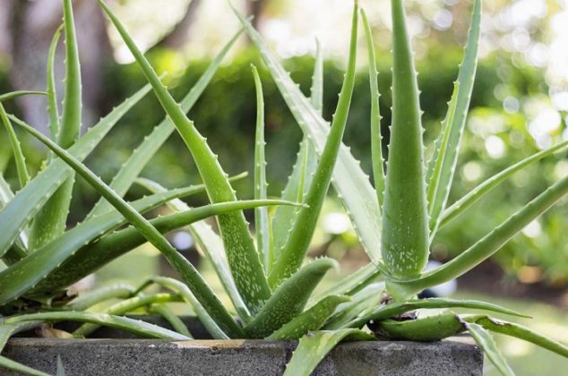 Cuidados para que tu planta de aloe vera no muera o se pudra