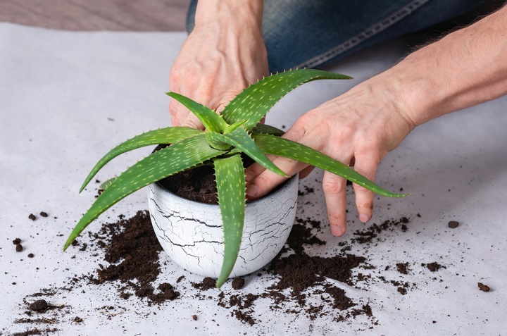 Cuidados para que tu planta de aloe vera no muera o se pudra 0