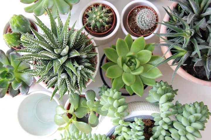 8 hermosas plantas que necesitan poca agua para sobrevivir 4