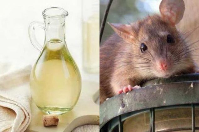 Cómo usar el vinagre para alejar a las ratas y ratones de casa