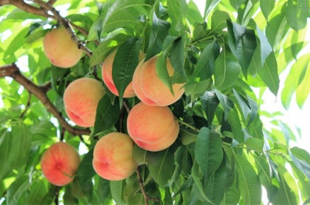 5 árboles frutales que puedes plantar durante el mes de julio