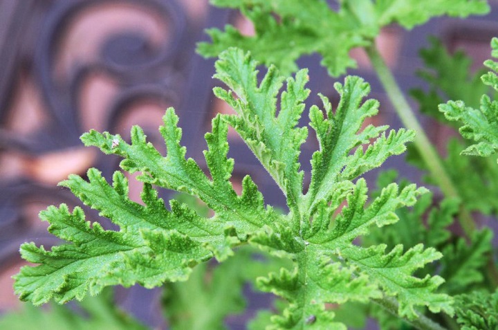 Cómo cultivar citronela en casa: la planta repelente de insectos 0