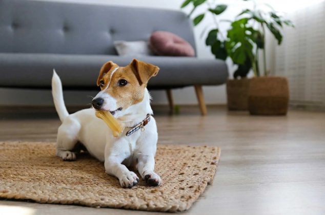 Truco con bicarbonato para eliminar el incómodo olor a perro de tu casa