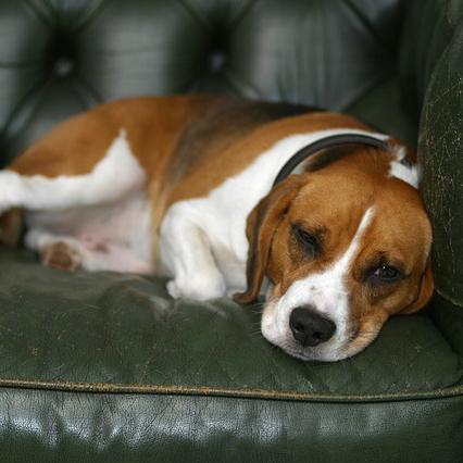 cómo eliminar el olor a perro de casa 