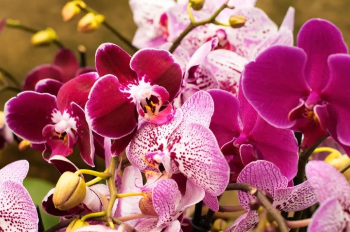 cómo reproducir orquídeas con un esqueje 