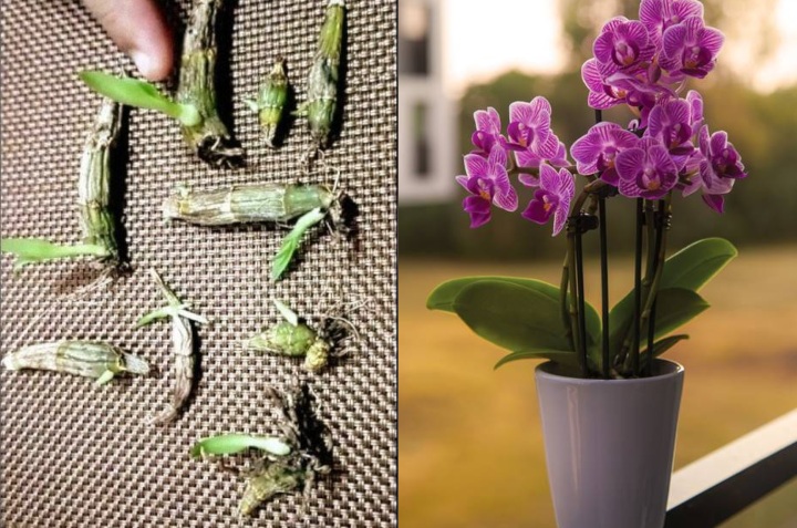 cómo reproducir orquídeas con un esqueje