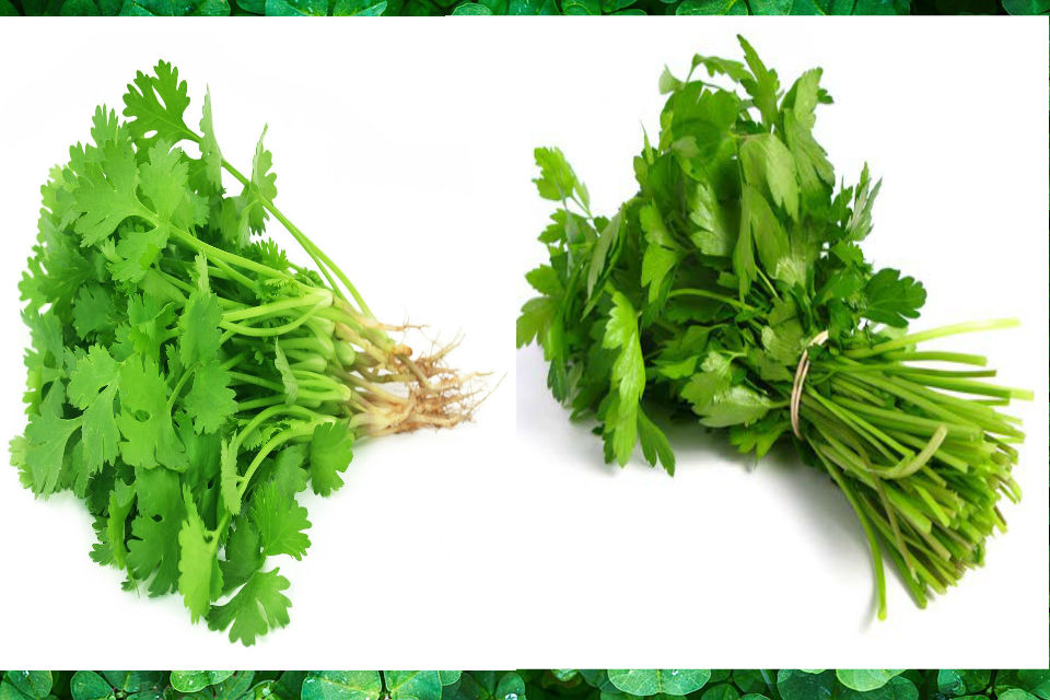 diferencias entre cilantro y perejil 