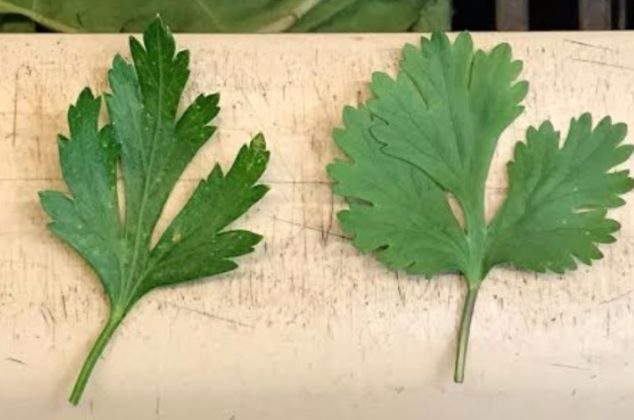 Conoce las 5 diferencias entre el cilantro y el perejil