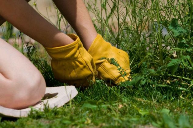Remedio natural y casero para eliminar las malas hierbas del jardín