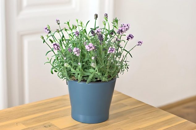 Aprende a cultivar flores de lavanda en una taza y aromatiza tu hogar
